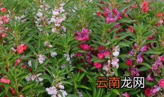 指甲草的生长开花过程记录 指甲草开花后怎么养