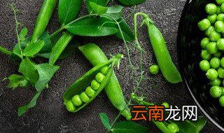 豌豆种植时间和温度 碗豆种植时间