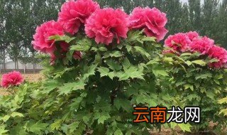 盆栽牡丹开花后怎么养 盆栽牡丹开花后怎么养护