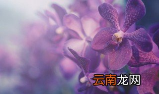 蝴蝶兰开花期怎么养护 蝴蝶兰开花期后怎么养