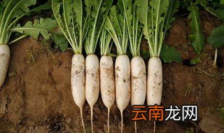南方白萝卜几月份播种 南方白萝卜几月份播种几月份产生