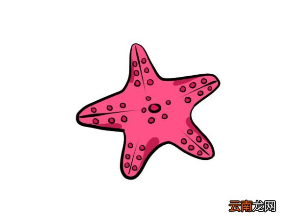 海星简笔画 海星简笔画画法