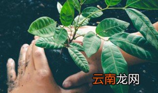 桐花树什么时候开花 桐子树什么时候开花
