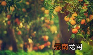 金钱桔什么时候开花 金钱桔花期