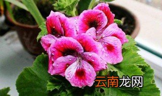 蝴蝶梅什么时候开花 蝴蝶梅开花多长时间