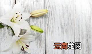 野百合什么时候开花，野百合几月份开花