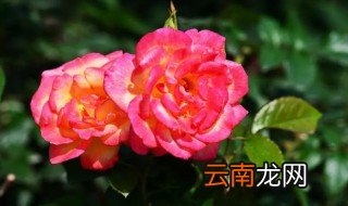 月季花在什么季节什么时间开花 月季花什么时候开花季节