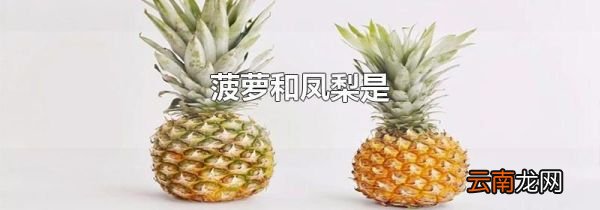 菠萝和凤梨是