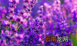 北京薰衣草什么季节开花 北京薰衣草什么时候开花