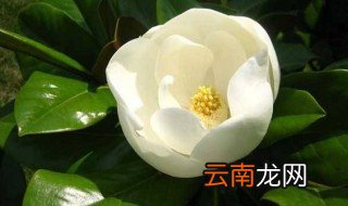 白玉兰花什么时候开花 白玉兰一般什么时候开花