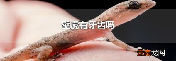 壁虎有牙齿吗