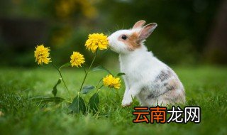 兔子怎么养才不亲人 养的兔子不亲人