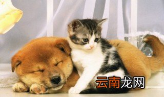 家里闹仙养动物不活怎么办