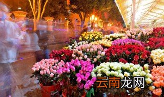 洋牡丹有毒吗 适合在室内养吗 四季牡丹在家养殖有毒吗