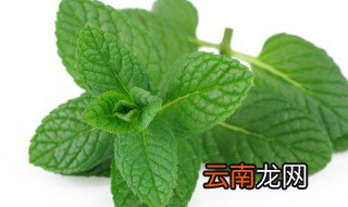 薄荷读音 薄荷咋读呢
