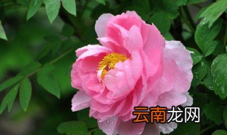 花中之王到底是帝王花还是牡丹花? 花中之王到底是帝王花还是牡丹花呢