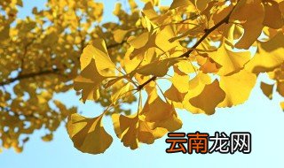 杏树桃树梨树各自什么时候开花 桃树杏树什么时候开花