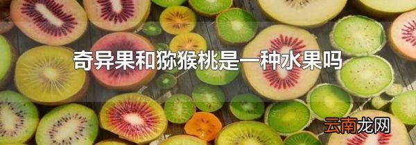 奇异果和猕猴桃是一种水果吗