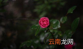月季一般什么时候开花 月季大概什么时候开花