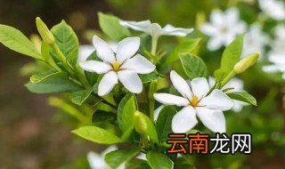 湖南栀子花什么时候开花 枝子花什么时候开花
