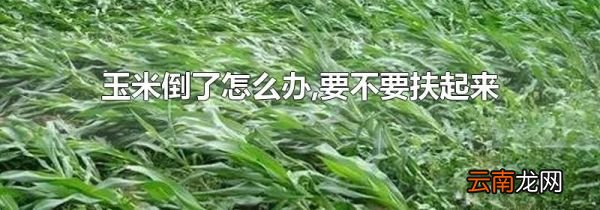 玉米倒了怎么办,要不要扶起来