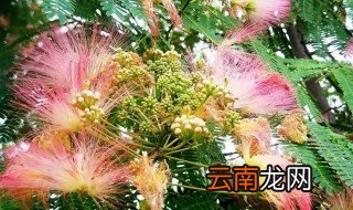 合欢树什么时候开花,合欢树多长时间开花