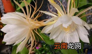 县花什么时候开花 昙花什么时候开花季节