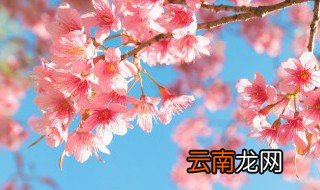 大连樱花开了吗 大连樱花什么时候开花