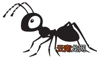 家里有蚂蚁怎么处理 怎么消灭蚂蚁