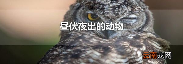 昼伏夜出的动物