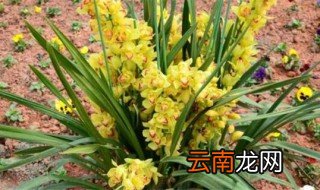 大花蕙兰一般几月份开花 大花蕙兰什么时候开花