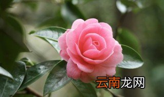 茶花树什么时候开花 茶花树什么时候开花图片
