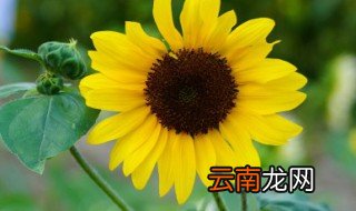 葵花什么时候开花 葵花什么时候开花结果