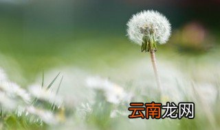 蒲公英是什么时候开花 蒲公英是什么时候开花,什么时候飞走