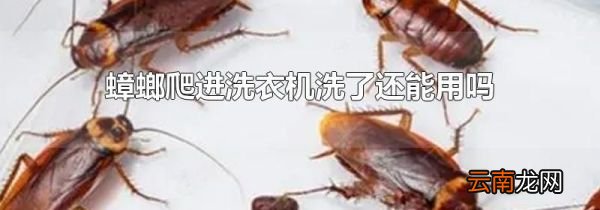蟑螂爬进洗衣机洗了还能用吗