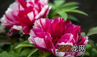 菏泽牡丹什么时候开花 菏泽牡丹花什么季节开