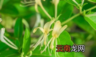 金银花什么时候开花结果 金银花是什么时候开花