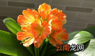君子兰一般什么时候开花 君子兰什么时侯开花
