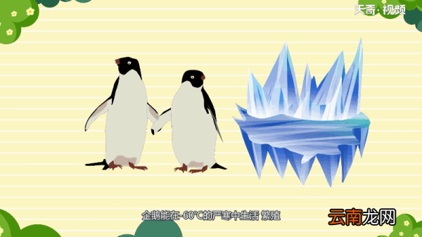 为什么北极没有企鹅 为何北极没有企鹅