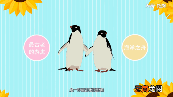 为什么北极没有企鹅 为何北极没有企鹅