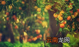 橘子花什么时候开花，橘子在几月开花