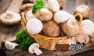 菌子读音 菌子的意思