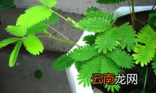 害羞草什么时候开花 含羞草在什么时候开花结果