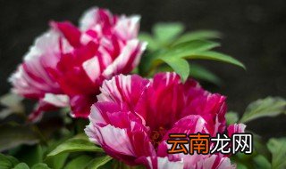 牡丹花什么时候开花的，牡丹花什么时候开花的语句