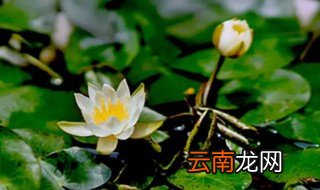 睡莲一般在什么时候开花 盆栽睡莲什么时候开花