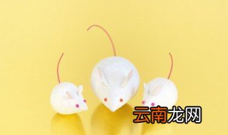 怎么赶走老鼠最有效 赶走老鼠最有效的方法