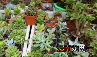 多肉植物砍头最好几月份
