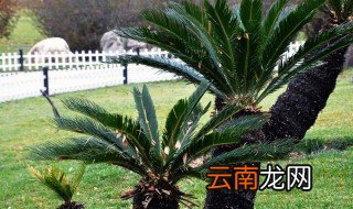 白鳞铁树养殖技巧是什么 白鳞铁树的养殖方法