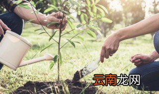 几月份适合栽树苗 如何种植按树苗几月份种最好