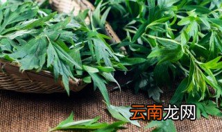 艾草泡脚用干的好还是新鲜的好 艾草泡脚用干的好对吗